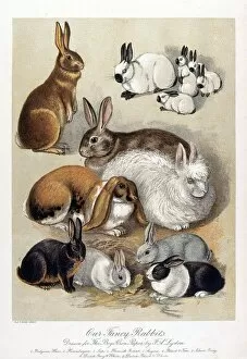 Animals Collection: Our Fancy Rabbits