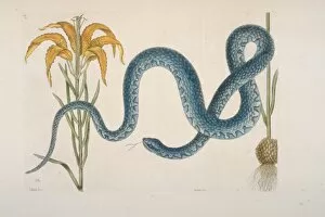 Mark Catesby Collection: Farancia sp. mud snake