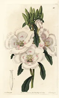 Amoena Gallery: Farewell to sping, Clarkia amoena subsp. lindleyi