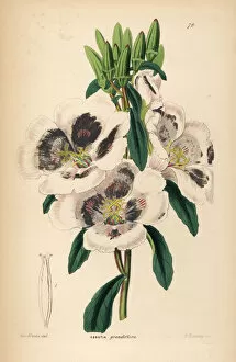 Amoena Gallery: Farewell to spring, Clarkia amoena subsp. lindleyi