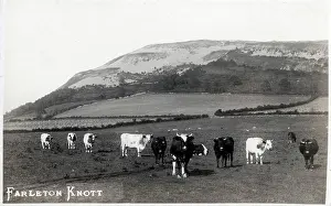 Cows Prints: Farleton Knott in Cumbria, England located west of Kirkby Lonsdale