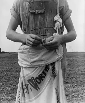 Macon Prints: Farm boy with sack full of boll weevils which he has picked