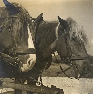 Yoke Prints: Two farm horses