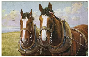 Animals Collection: Farm Horses in Harness