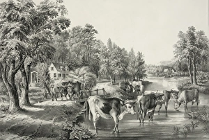 Pond Collection: Farm life in summer: The cooling stream