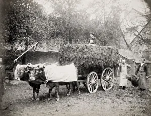 Bovine Prints: Farm ox cart with hay, farm workers, pitchforks, European