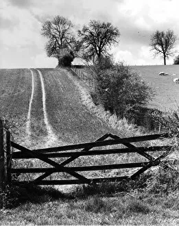 Images Dated 30th October 2019: Farm track over hill, Bix, Oxfordshire, England