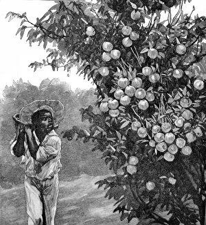 Images Dated 9th November 2004: Farm Worker and Orange Tree, Southern California, 1888