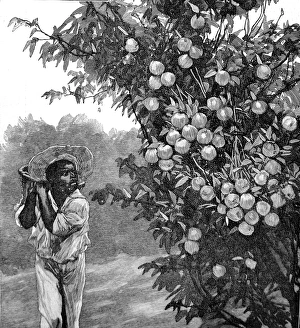 Images Dated 9th November 2004: Farm Worker and Orange Tree, Southern California, 1888