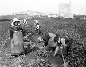 Farm workers in Cornwall Victorian period