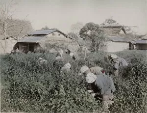 Farm workers picking tea, Japan