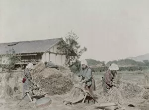 Stripping Gallery: Farm workers stripping grains of rice from straw, Japan