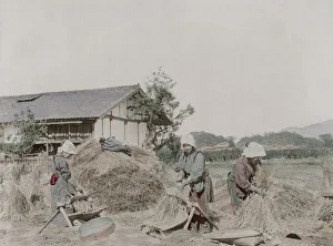 Grains Prints: Farm workers stripping grains of rice from straw, Japan
