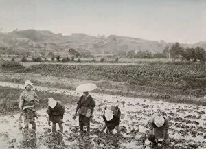 Rice Collection: Farm workers transplanting rice sprouts, Japan