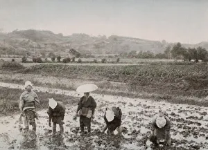 Farm workers transplanting rice sprouts, Japan