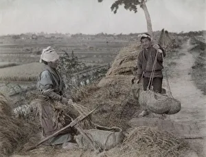 Grains Prints: Farm workers tripping rices grains from straw, Japan