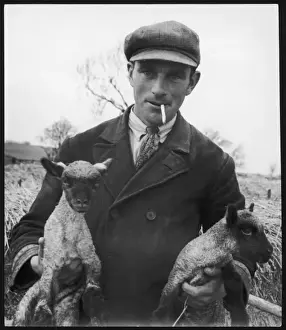 FARMER & 2 LAMBS 1958