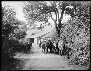 Farmer with Cattle