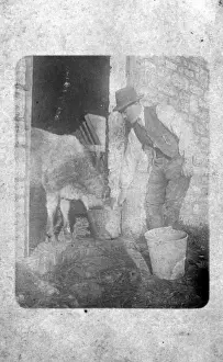 Devizes Prints: Farmer Feeding Calf - Woodborough Farm, Woodborough, Wiltshi