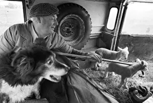 Collie Prints: Farmer with lambs