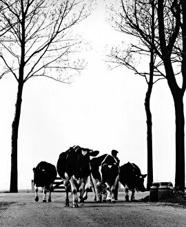 Milk Collection: Farmer leads his cows down a country road