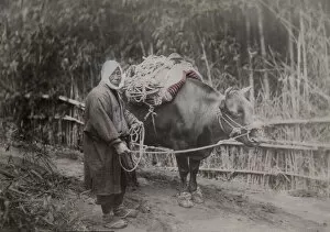 Beef Collection: Farmer and his ox, Japan
