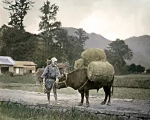 Farmer and pack ox, Japan