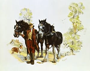 Horses Gallery: Farmer with a pair of shire horses