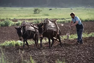 Images Dated 27th August 2019: Farmer ploughing using two working mules Njegusi, Montenegro
