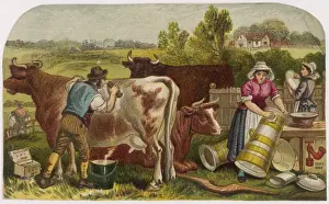 Farmer Scrubs Cow