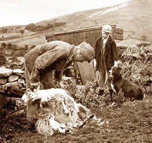 Shearing Prints: Farmer shearing sheep in Swaledale