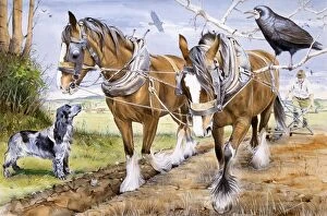 Horses Gallery: Farmer and team of working horses plough a field