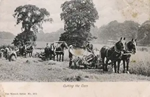 Farmers cutting he corn horse-drawn harvesters