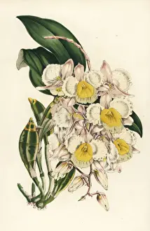 Farmers dendrobium orchid, Dendrobium farmeri
