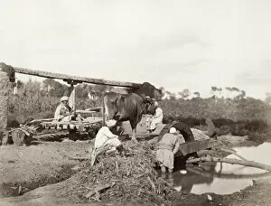 Plow Gallery: Farmers and an ox driven water wheel or sakkieh, Egypt