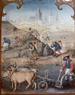 Oxen Gallery: Farmers plowing and sowing. Late 15th century. Italy