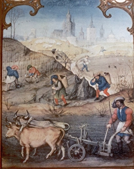 Oxen Gallery: Farmers plowing and sowing. Late 15th century. Italy