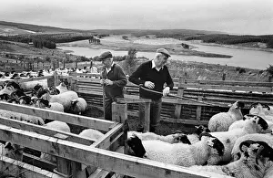 Farmers and sheep, Keilder