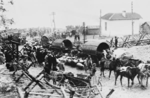 Live Stock Collection: Farmers WWI