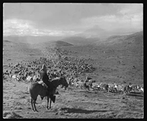 Argentina Collection: Farming in Argentina