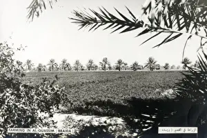 Farming in Buraydah, the capital of Al-Qassim Region in north-central Saudi Arabia