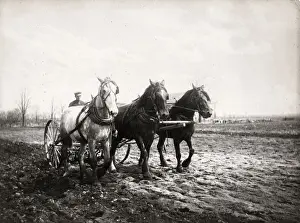 Gelatin Prints: Farming in Canada - a team of horses pulling a harrow, c1920