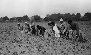 Farming, Essex