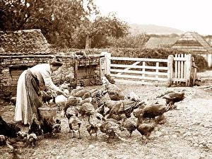 Feeding Collection: Farming feeding chickens early 1900s