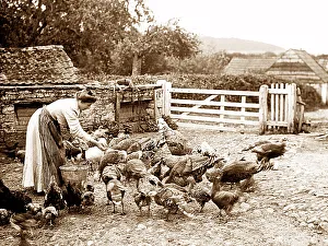 Farming feeding chickens early 1900s