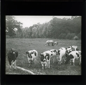 Farming: Friesian Cows with Horse and Foal