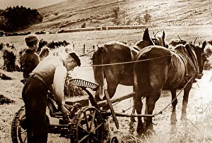 Farming in the Highlands of Scotland, early 1900s