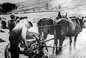 Farming in the Highlands of Scotland, early 1900s