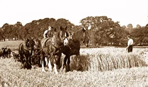 Farming in Little Weighton