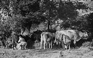 Milking Prints: Farming - Milking Cows Victorian period